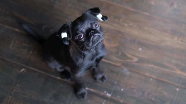 Grifone Nero Simpatico Cucciolo Con Orecchie Tappate Guardando Fotocamera Fondo — Video Stock