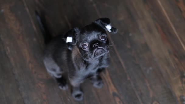 Preto Griffon Bonito Filhote Cachorro Com Remendado Orelhas Olhando Para — Vídeo de Stock