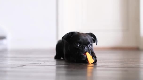Zwarte Brabancon Puppy Hond Bijt Oranje Groente Kijkt Verbaasd Naar — Stockvideo