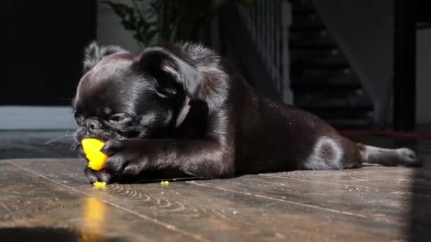 Siyah Brabancon Köpek Yavrusu Turuncu Sebzeleri Isırıyor Kameraya Şaşırmış Görünüyor — Stok video