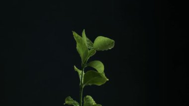 Yeşil yaprakların üzerinde yağmur damlaları olan kök siyah arkaplanda döner