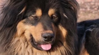 Büyük siyah ve bronz bir Moğol köpeğinin açık havada yatan portresi.