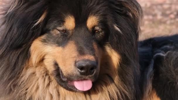 Portrait Big Black Tan Mongolian Dog Laying Outdoor — Stock Video