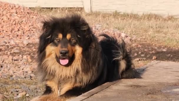 Retrato Gran Perro Mongoliano Negro Moreno Tendido Aire Libre — Vídeo de stock