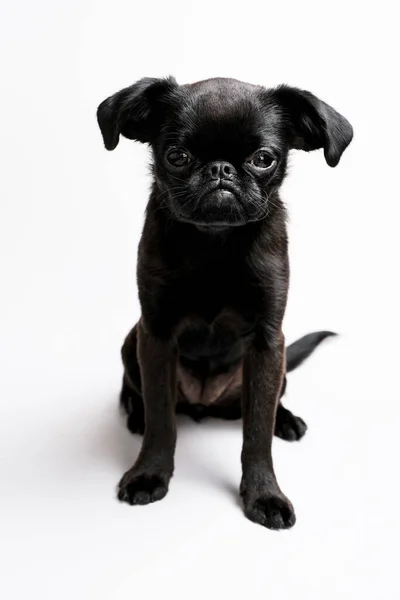 Ritratto Cane Cucciolo Nero Brabancon Con Faccia Buffa Guardando Macchina — Foto Stock