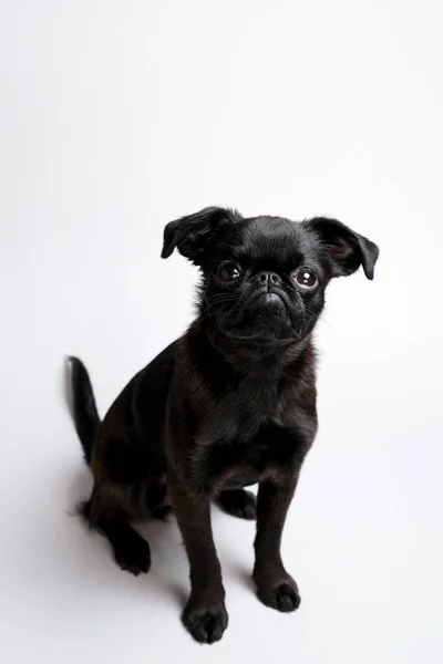 Ritratto Cane Cucciolo Nero Brabancon Con Faccia Buffa Guardando Macchina — Foto Stock