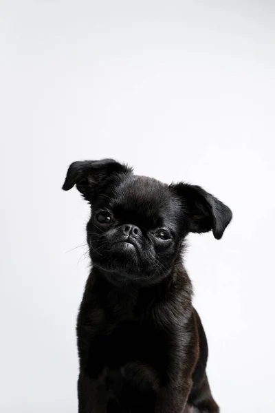 Ritratto Cane Cucciolo Nero Brabancon Con Faccia Buffa Guardando Macchina — Foto Stock