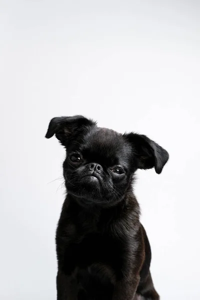 白い背景にカメラを見て面白い顔をした黒い子犬の犬 ブラバノンの肖像画 コピースペース ストック写真