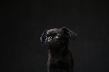 Siyah yavru köpek griffon portresi ya da komik suratlı brabancon. Köpek siyah arka planda. Kopyalama alanı 