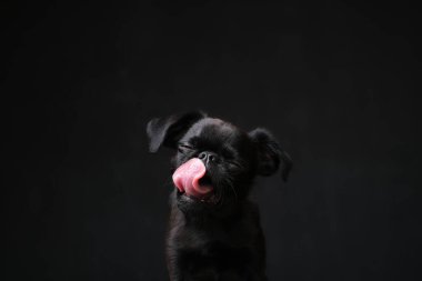 Siyah yavru köpek griffon 'un portresi ya da komik suratlı komik dudaklı brabancon. Köpek siyah arka planda. Kopyalama alanı 