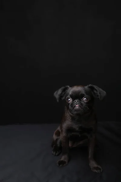 Retrato Perro Negro Rifón Brabancon Con Cara Divertida Perro Está —  Fotos de Stock