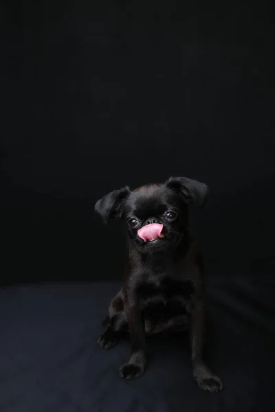 Portrait Black Puppy Dog Griffon Brabancon Funny Face Licking Lips — Stock Photo, Image