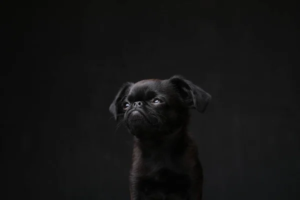 Portrét Černého Štěňátka Gryfa Nebo Brabancona Legrační Tváří Pes Černém — Stock fotografie