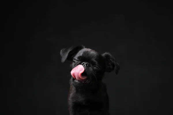 Portrait of black puppy dog griffon or brabancon with funny face licking lips. Dog is on black background. Copyspace