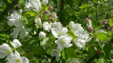 Güzel Bahar Elması çiçekleri çiçek açar. Mavi gökyüzünün arka planında çiçek açan elma ağacı. Bahar bahçesi dalları rüzgarda sallanıyor.