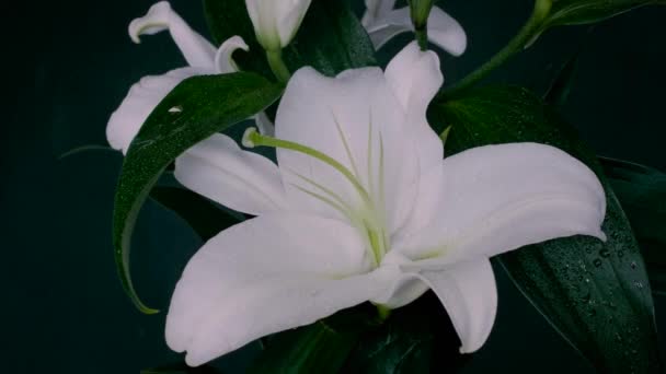 雨や水のドロップで美しい白いユリの花 黒地に孤立した花 — ストック動画