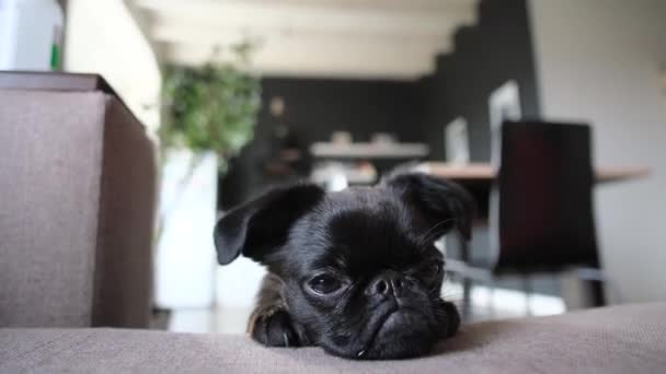 Portret Van Zwarte Puppy Hond Brabancon Met Grappig Schattig Gezicht — Stockvideo