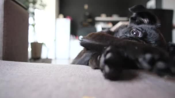 黑狗Brabancon的肖像 有着滑稽而可爱的脸 通过拉前腿试图达到食物的方式来请求食物 在家里看相机 — 图库视频影像