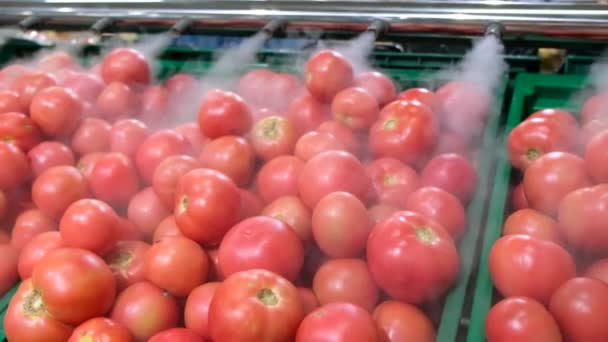 健康食品スーパーで水ミストを噴霧スタンド上の赤いトマト — ストック動画