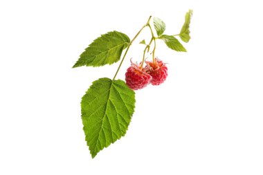 Beyaz arka planda yeşil yapraklı kırmızı ahududu dalı, izole. Metin için kopyalama alanı