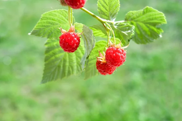 Zweig Der Roten Himbeeren Mit Grünen Blättern Auf Grünem Rasen — Stockfoto