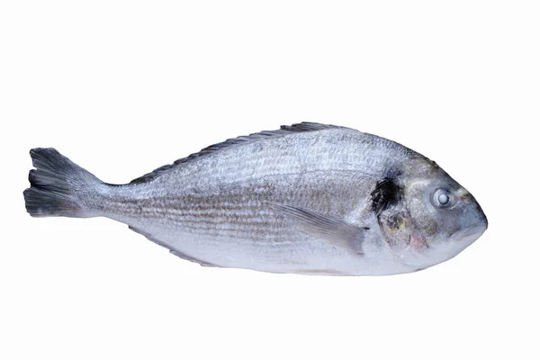 Pesce Fresco Isolato Bianco Dorado Pronto Cucinare — Foto Stock