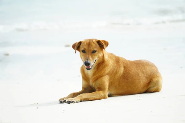 Chien Errant Aux Cheveux Dorés Dort Sur Plage Chien Brun — Photo