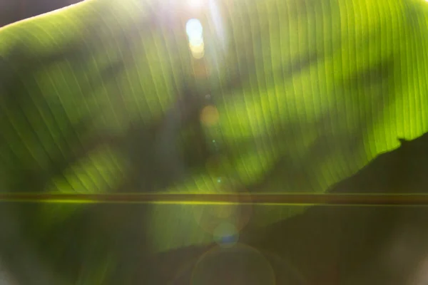 Close Hojas Plátano Verde Debajo Con Destello Solar Close Underside — Foto de Stock