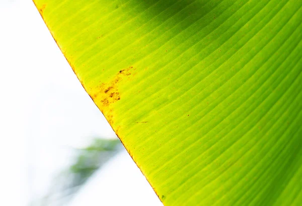 Närbild Gröna Bananblad Med Soleruption Närbild Undersidan Gröna Bananblad Textur — Stockfoto