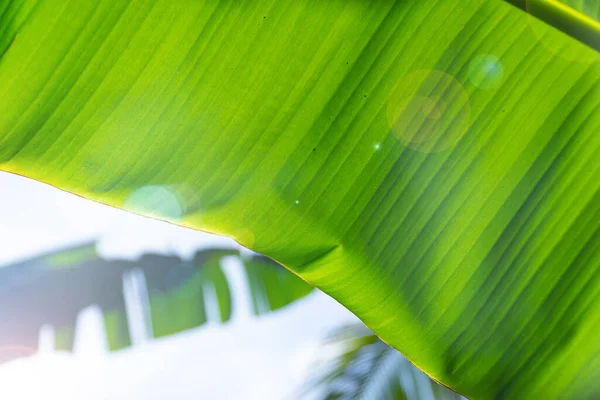 Nahaufnahme Grüne Bananenblätter Unter Mit Sonneneinstrahlung Nahaufnahme Der Unterseite Der — Stockfoto