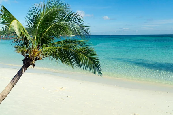 Beautiful Palm Trees Pattaya Beach Cloudy Koh Lipe West Andaman Stock Picture