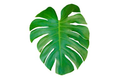 Tropik yeşil sarmaşık, taze Monstera leziz yaprakları beyaz arka grubunda izole edilmiş.