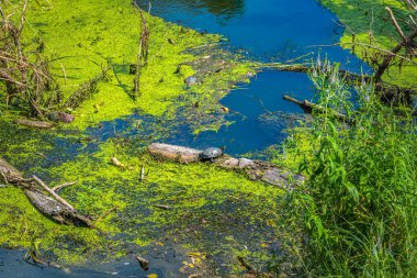 Kaplumbağa kütüğünde