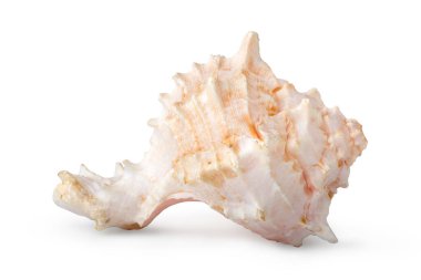 Güzel deniz kabuğu beyaz bir zeminde izole edilmiş.