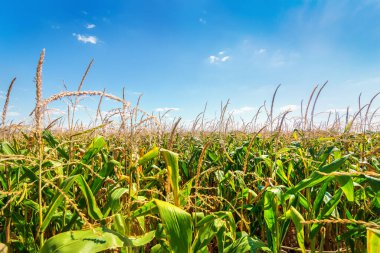 Mısır tarlası ve gökyüzü