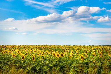 Çiçek açan ayçiçeği tarlası