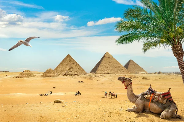 Kamel Och Fågel Över Förstörda Egyptiska Pyramider — Stockfoto