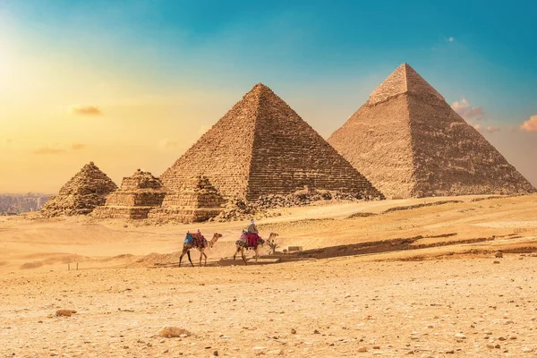 Bédouin Avec Des Chameaux Sur Fond Pyramides Coucher Soleil — Photo