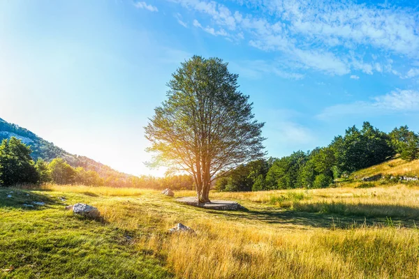 Träd på äng — Stockfoto