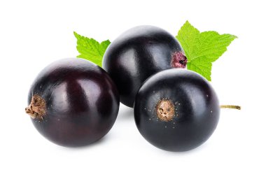 Beyaz arka planda sulu siyah kuşüzümü izole edilmiş.