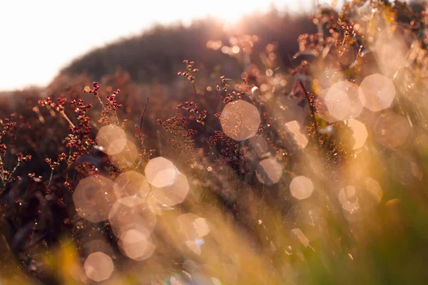 Красивая Нежная Фотография Восхода Солнца Утренняя Роса Траве Красные Ягоды — стоковое фото