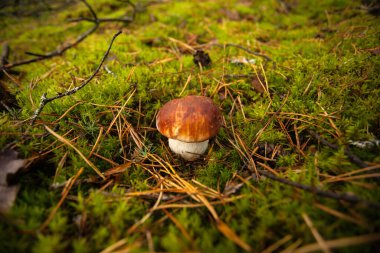 Ormanda kesilmiş mantarlar. Güzel, küçük bir mantar. Mantar boletus edilus. Ormanda popüler beyaz mantarlar.