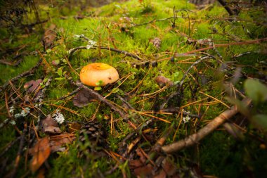 Organik ve ekolojik gıdalar. Mantar, Apolian ormanlarında ve yeşil çimenlerde yetişir..