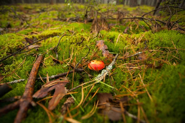 Röd Svampmössa Kikar Fram Det Gröna Gräset Skogen Lite Smink — Stockfoto