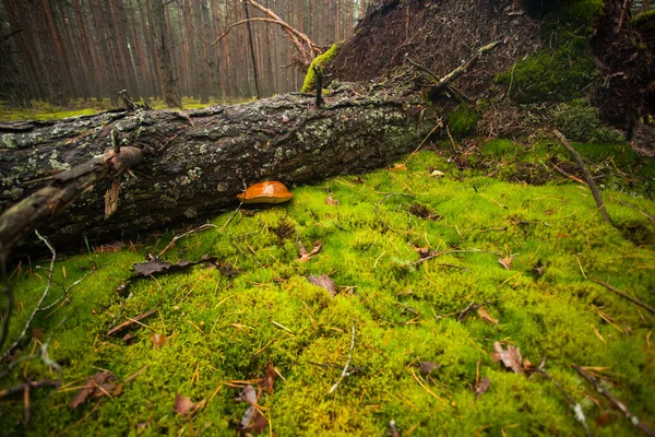 가운데 뿌리가 쓰러진 나무였어 폴란드 밑에서 자라고 식물성 식품은 논리적 — 스톡 사진