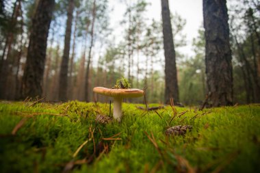 Şapkasında çimen olan güzel ve zarif bir mantar. Beyaz mantar güzel yeşil bir ormanda yetişir.