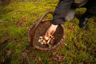 Bir el mantar sepetine mantar atar. Ormanda yeşil çimlerin üzerinde mantarlı sepet.