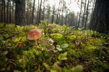 Yeşil çimen ve çam ormanlarından oluşan arka planda güzel bir şapkası olan beyaz mantar..