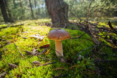 Büyük şapkalı, uzun bacaklı, güzel bir Porcini mantarı. Yeşil ot ve ormanın arka planında nadir bulunan bir mantar. Vejetaryen yemeği. Doğal yiyecek.