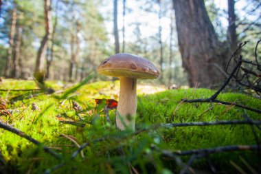 Büyük şapkalı, uzun bacaklı, güzel bir Porcini mantarı. Yeşil ot ve ormanın arka planında nadir bulunan bir mantar. Vejetaryen yemeği. Doğal yiyecek.